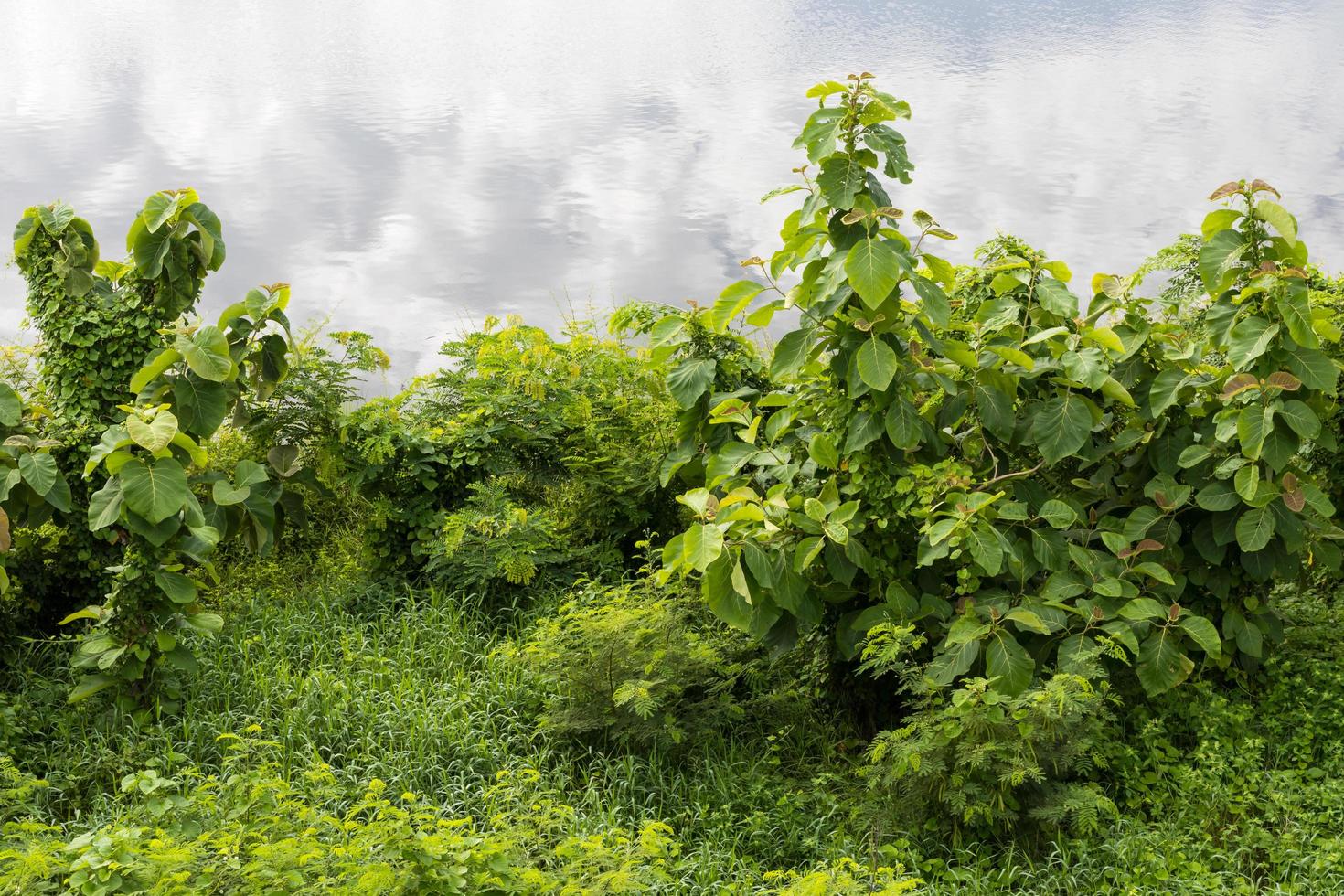 copa del árbol con agua que refleja las nubes. foto