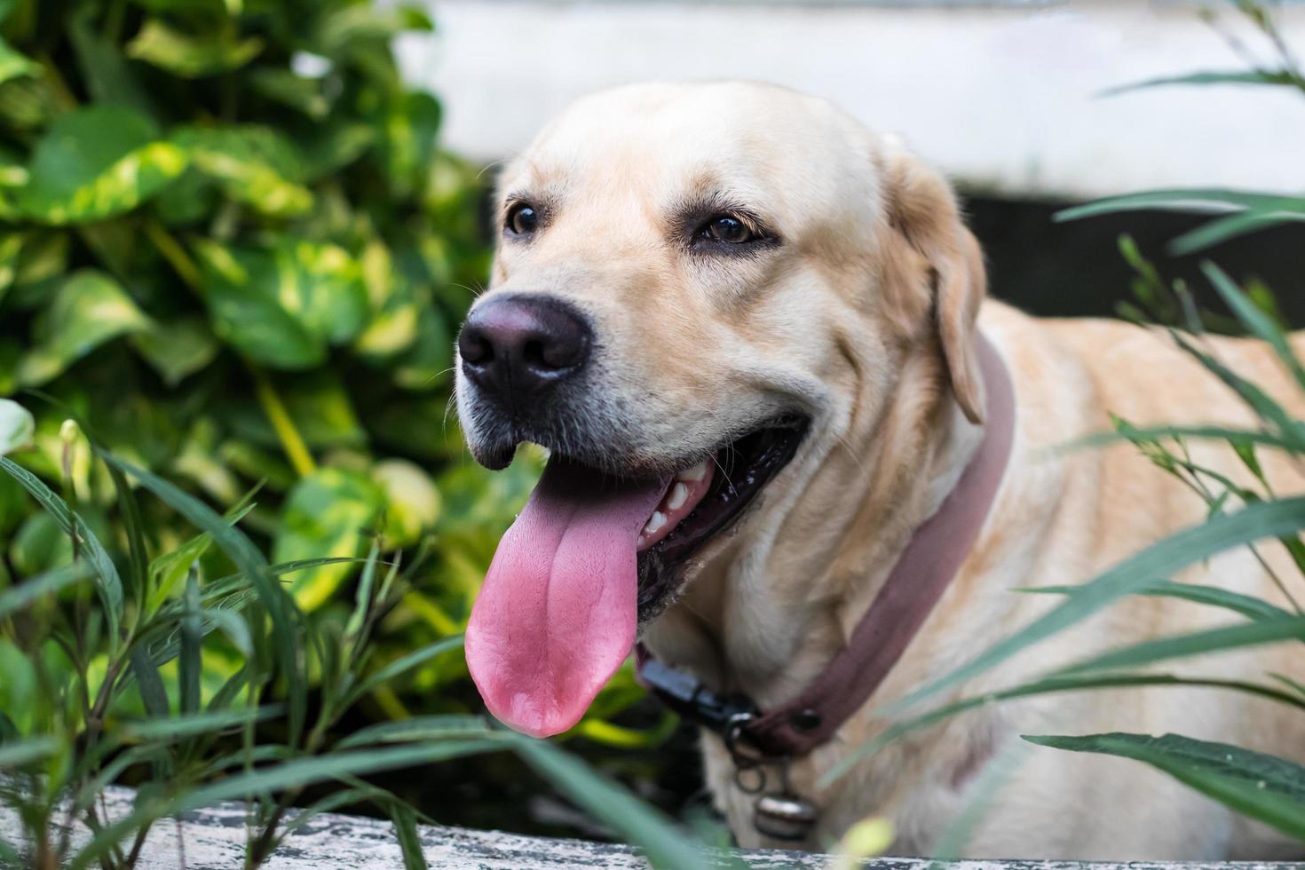 labrador miró y lamió. foto