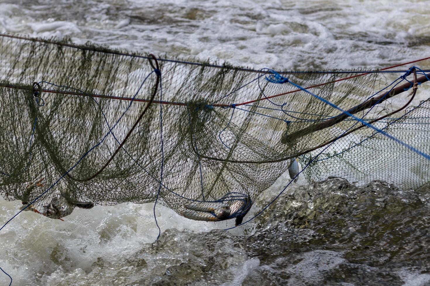 Freshwater fish in the net above the flowing water. photo