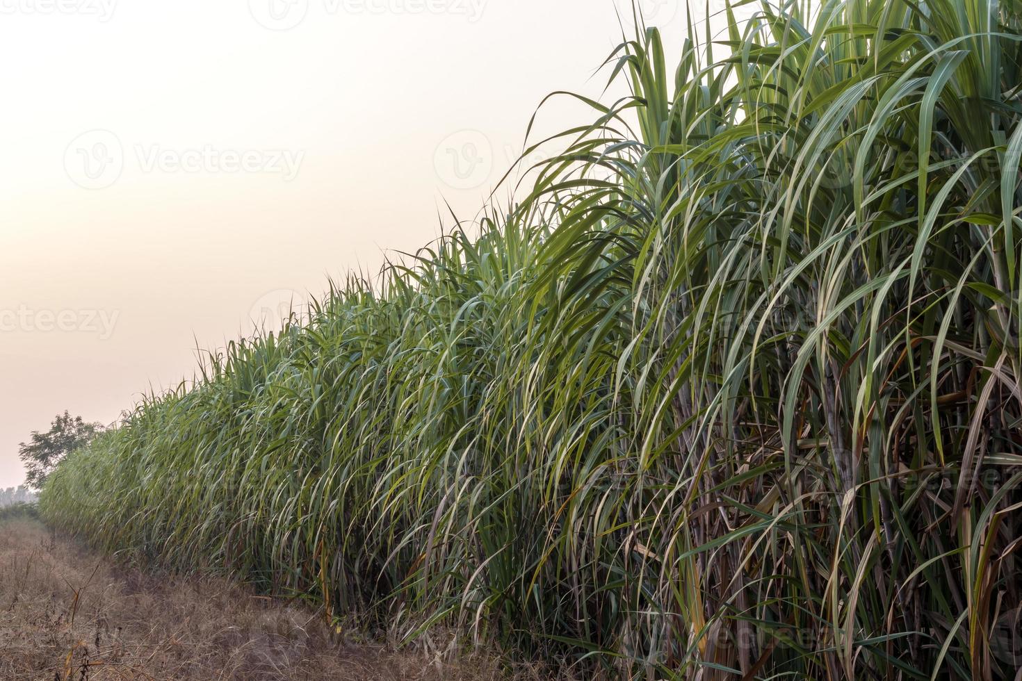 muchos campos de caña de azúcar cerca de malezas secas. foto