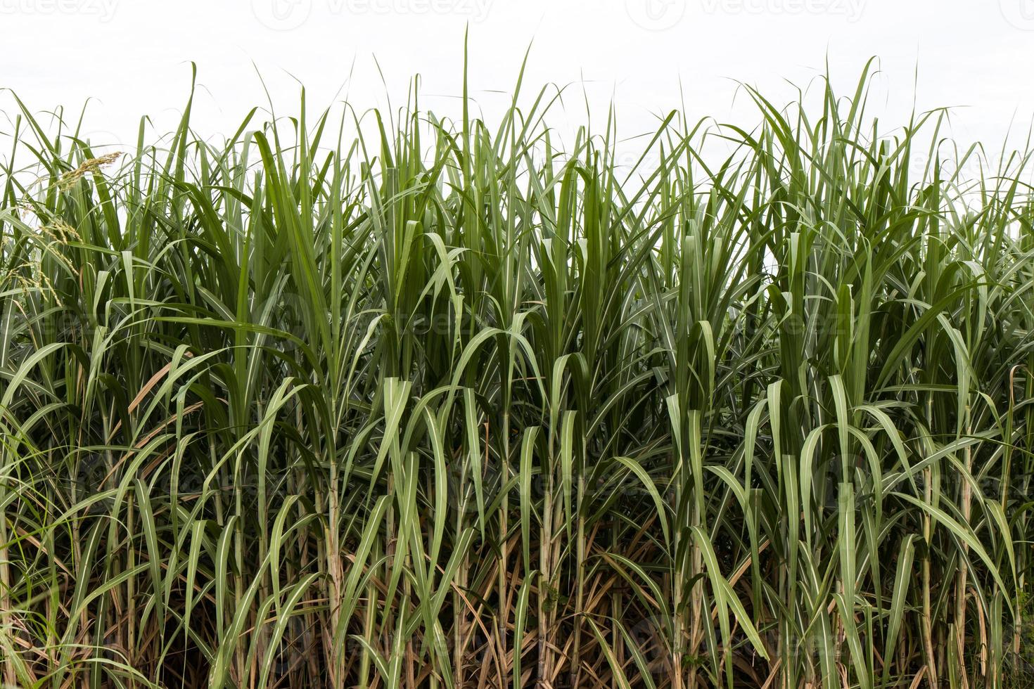 Green leaves of sugarcane. photo