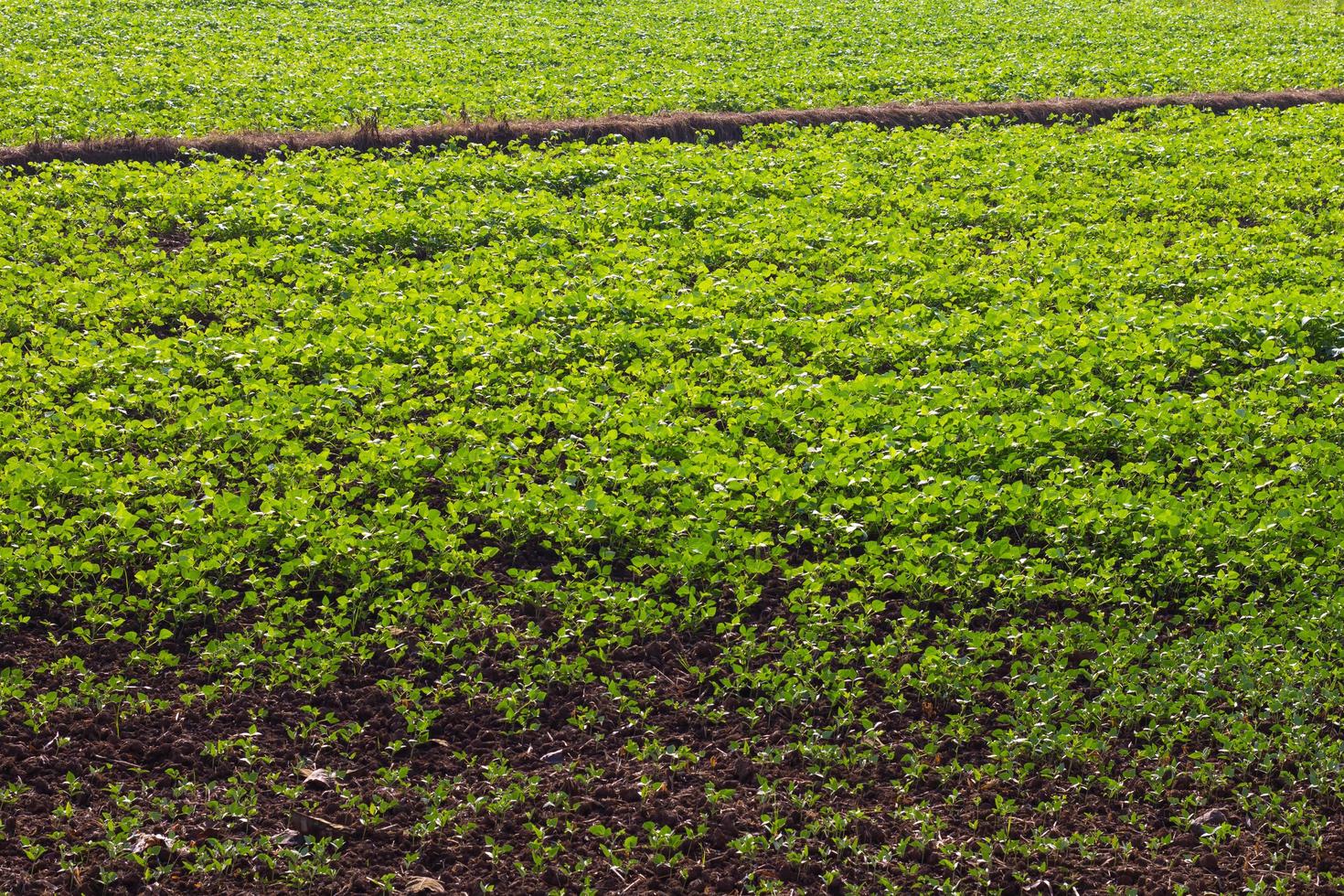 Green bean crops in the fields. photo