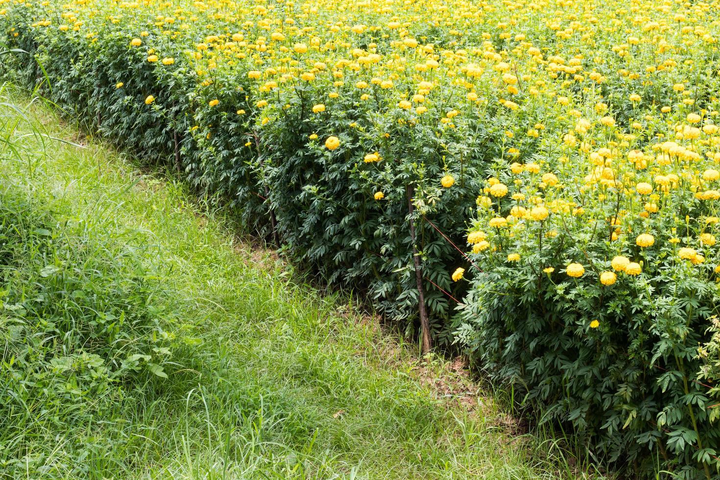 Yellow marigolds beautiful garden. photo
