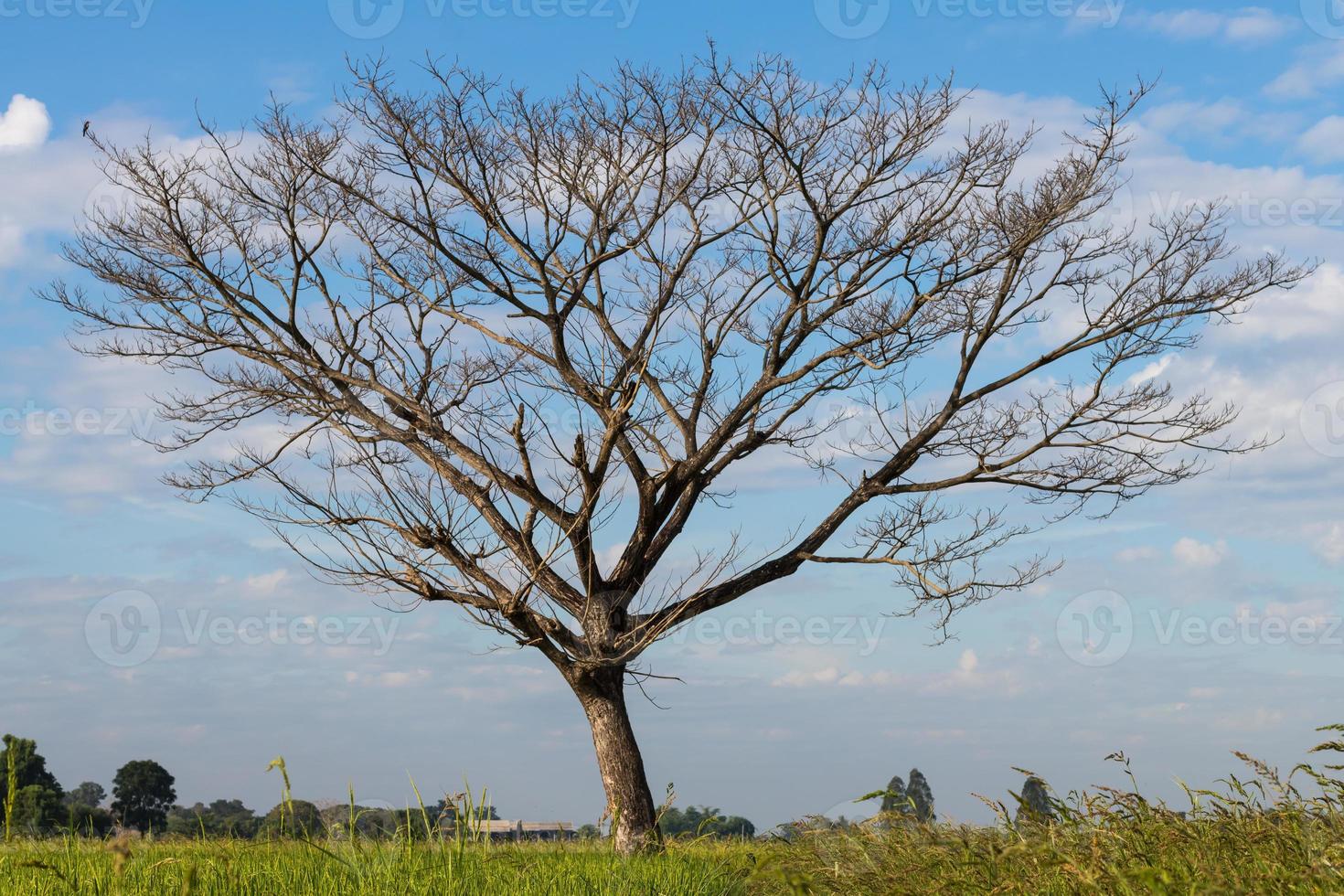Bare deciduous trees on a rice field. photo