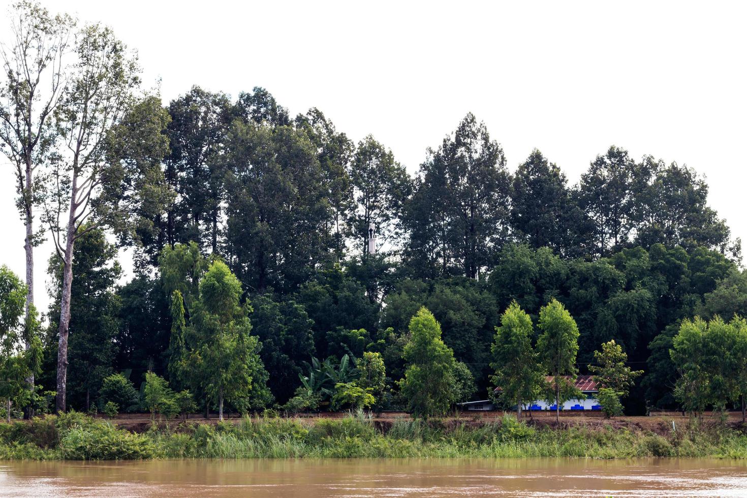 Tall trees, riverside countryside. photo