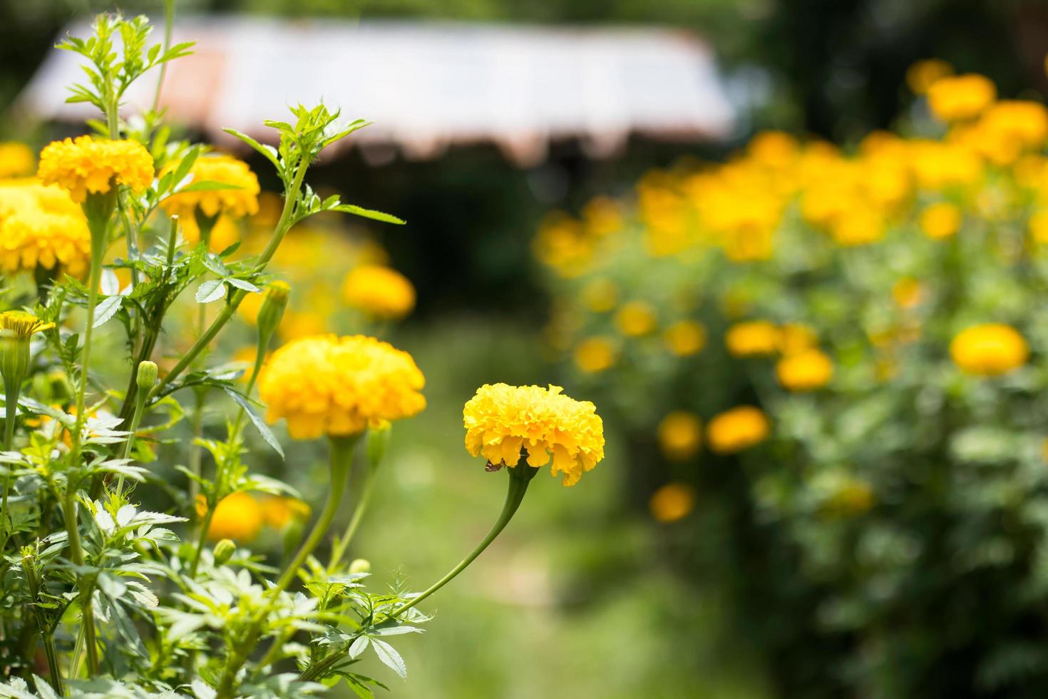 Marigold blossom near Tin Roof. photo