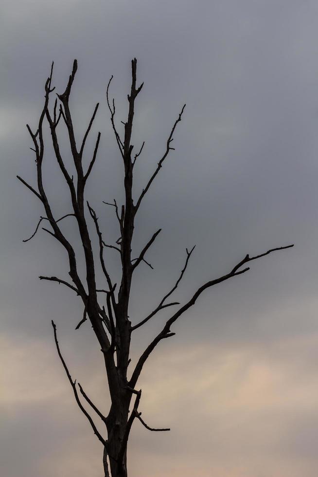 Silhouette bare trees. photo