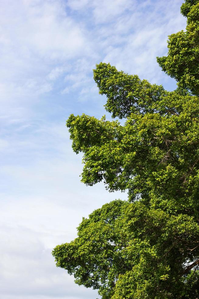 cielo de arbustos de ficus. foto