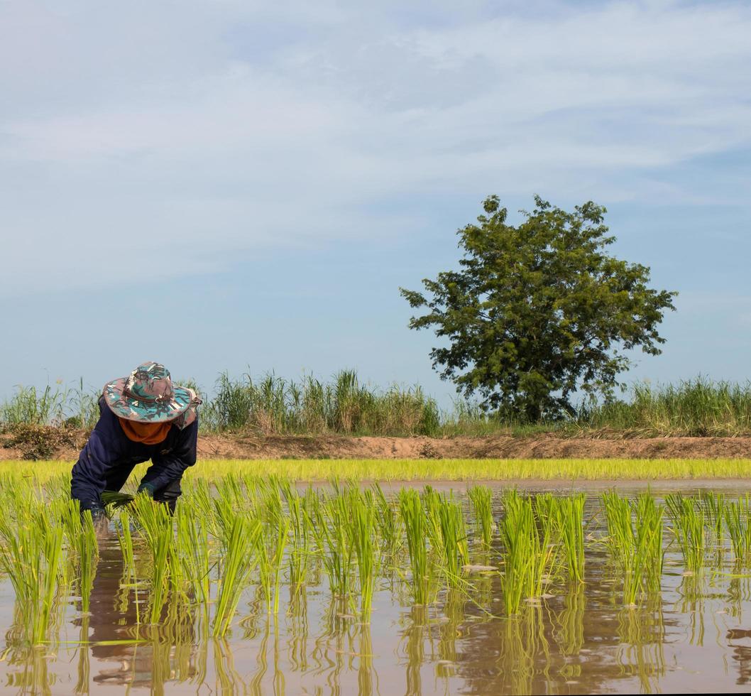 Farmer planting rice seedlings. photo