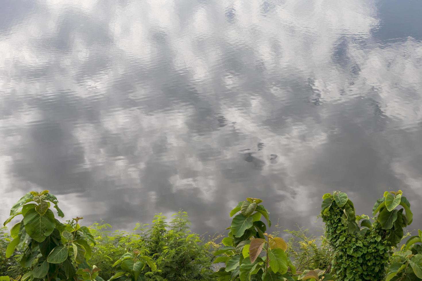 parte superior de las hojas del árbol con nubes que reflejan el agua. foto