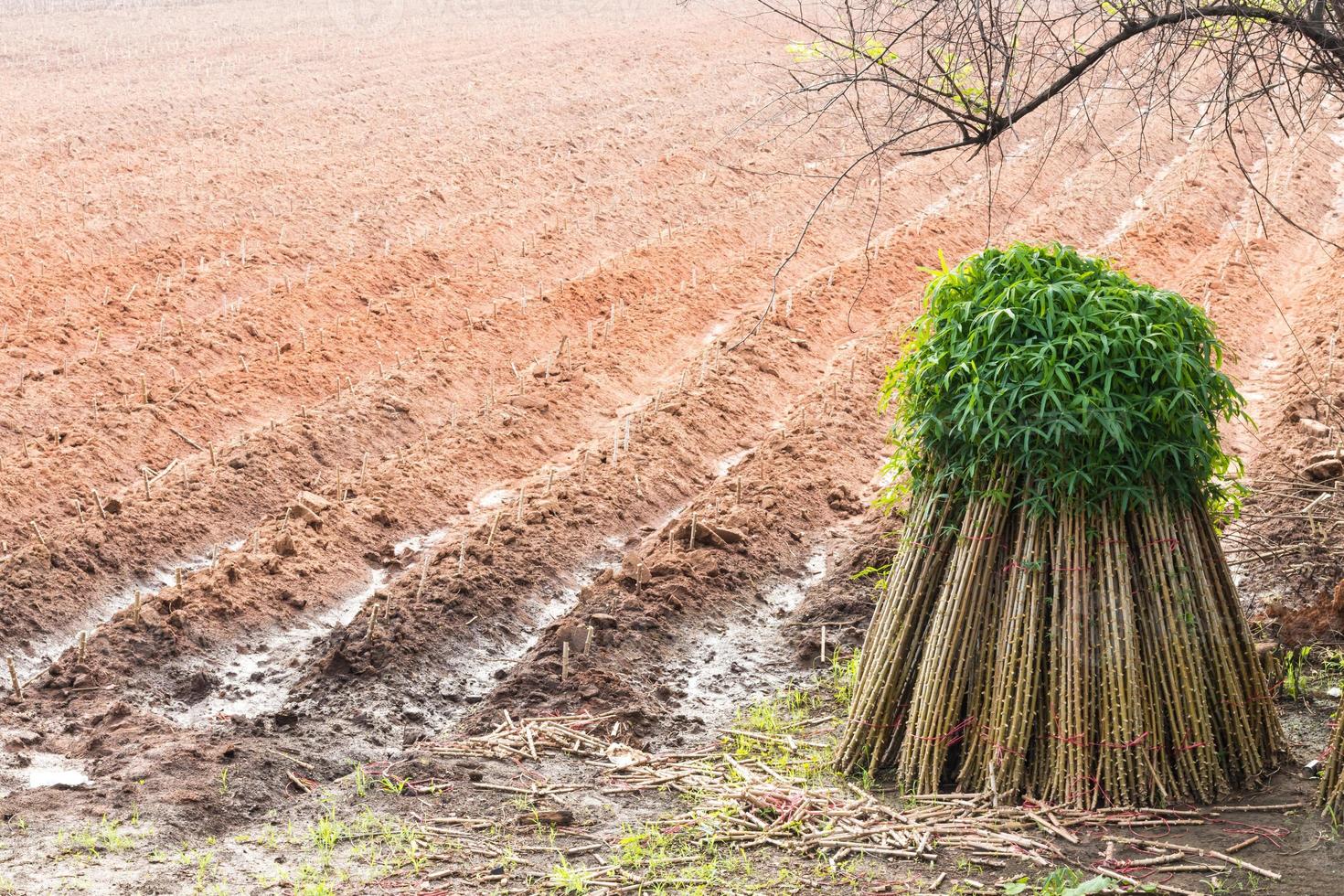 Tapioca seedlings with cultivated plots. photo