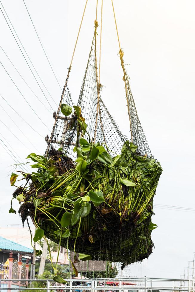 Many hyacinths hung in the net. photo