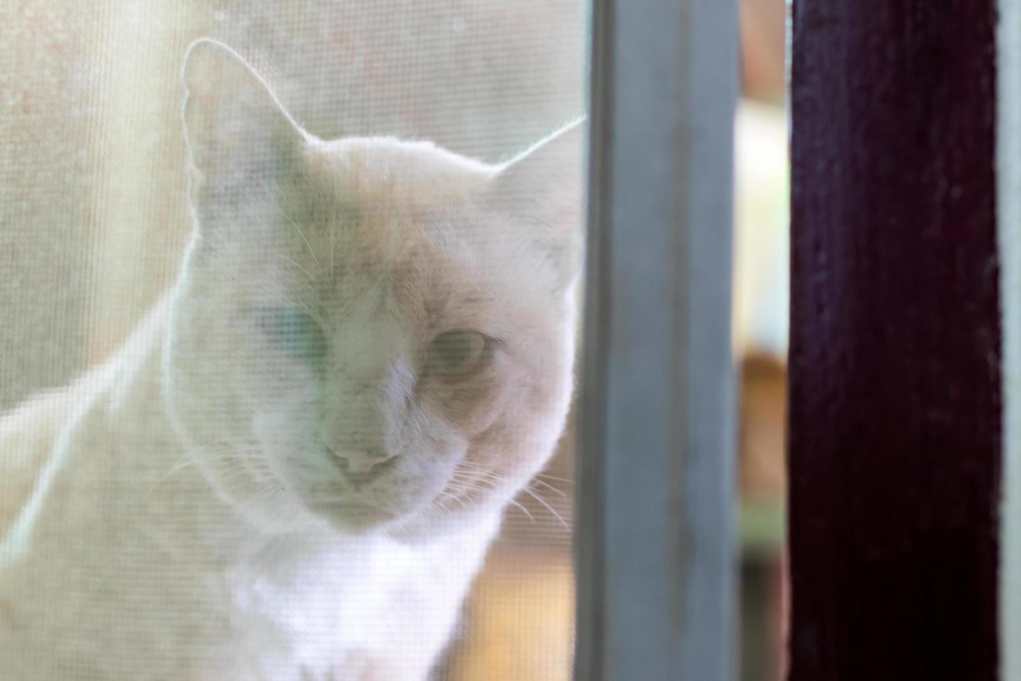 Cat face blurred behind the mosquito net. photo