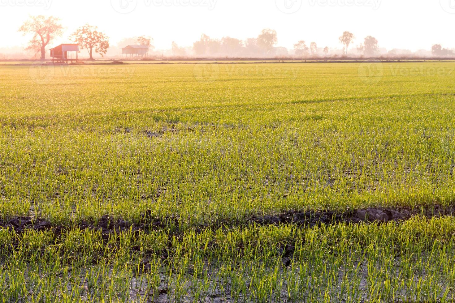 Low view of green rice seedlings early in the morning. photo