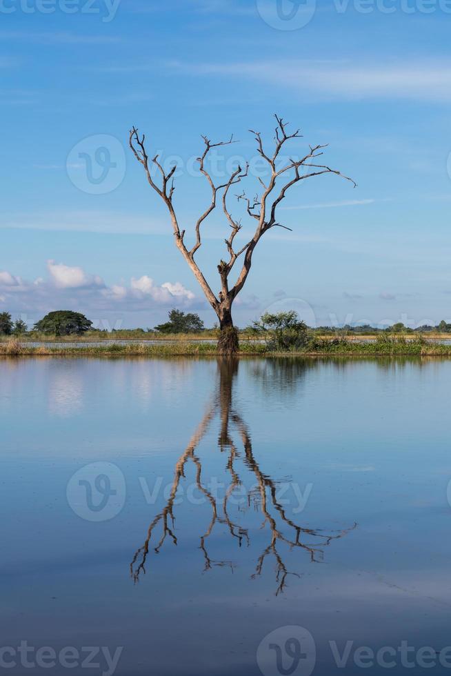 Reflection of dry tree water against the sky. photo