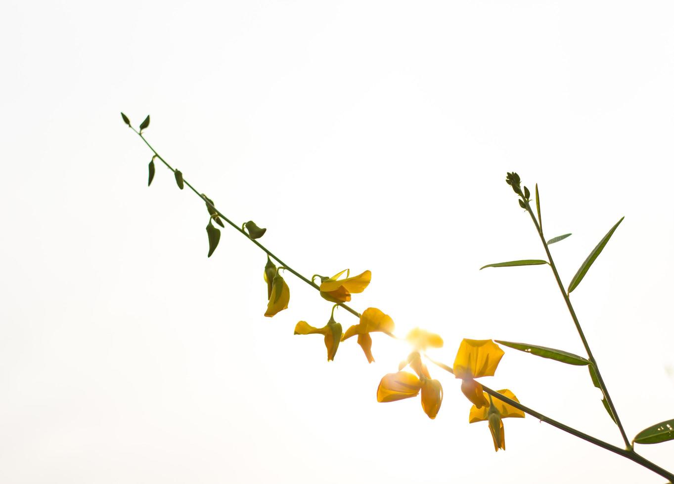 Crotalaria the sun. photo