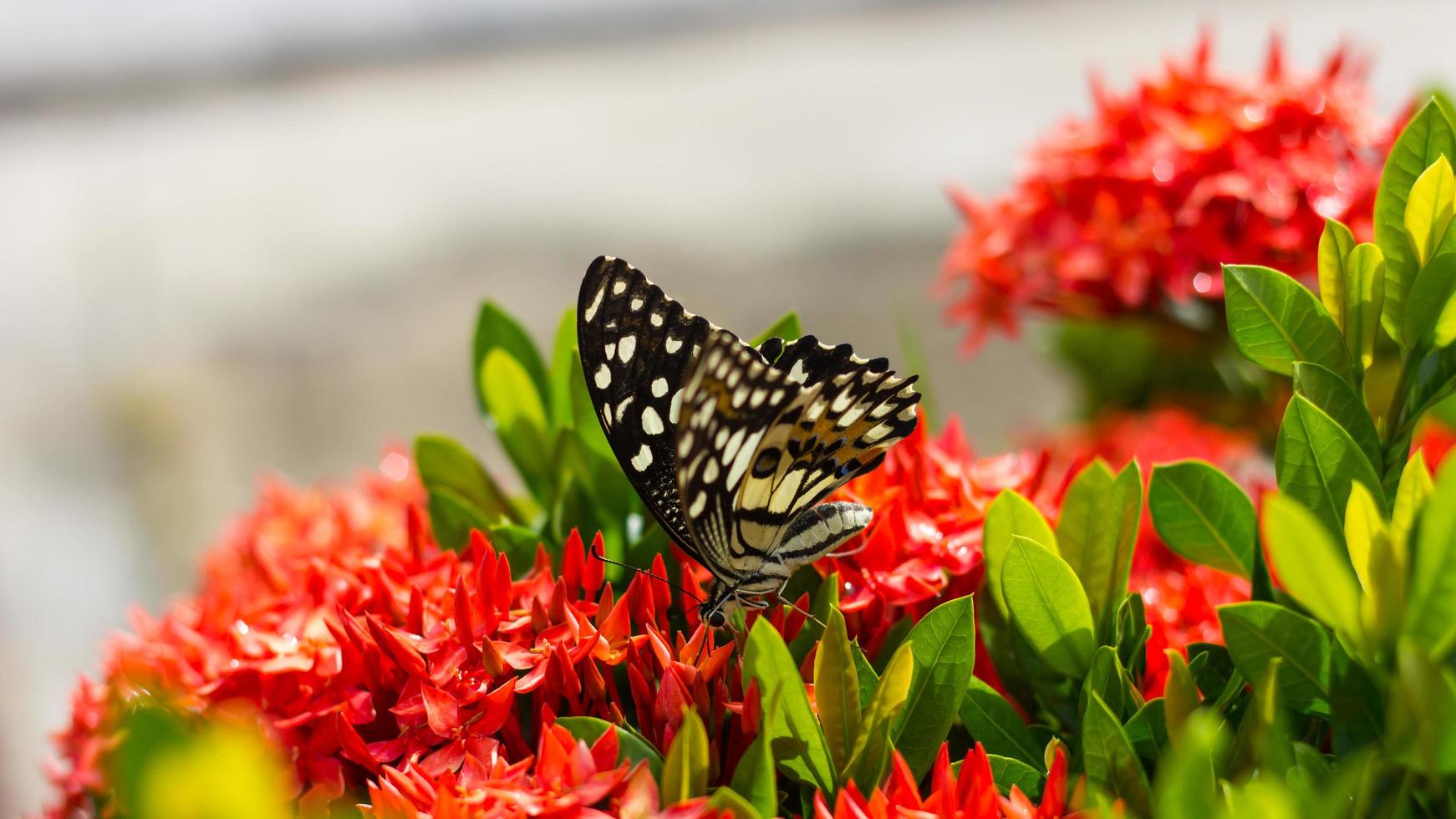 mariposa con espiga de flor roja. foto