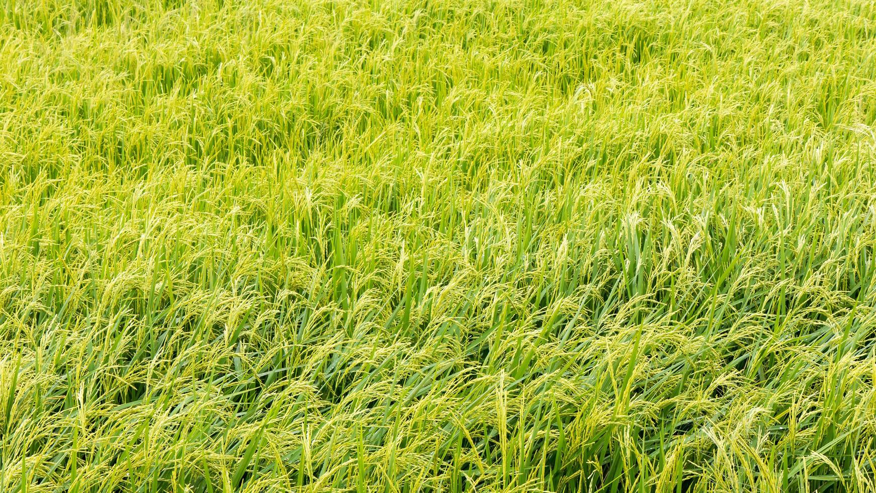 Background light rice harvest awaits. photo