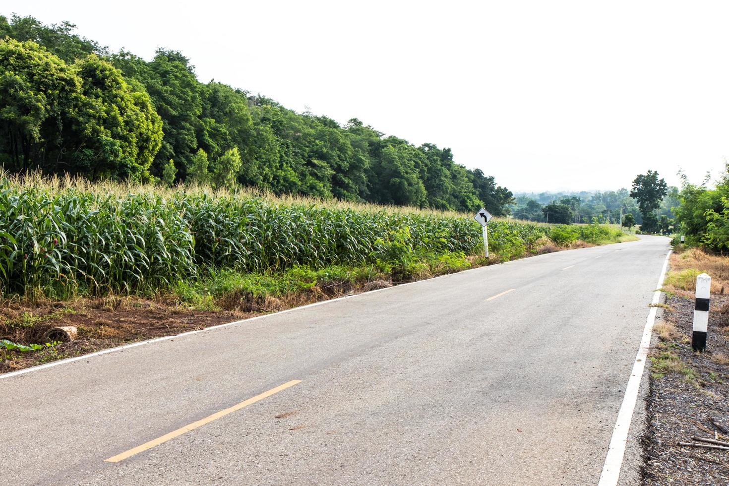 View cornfield wayside. photo