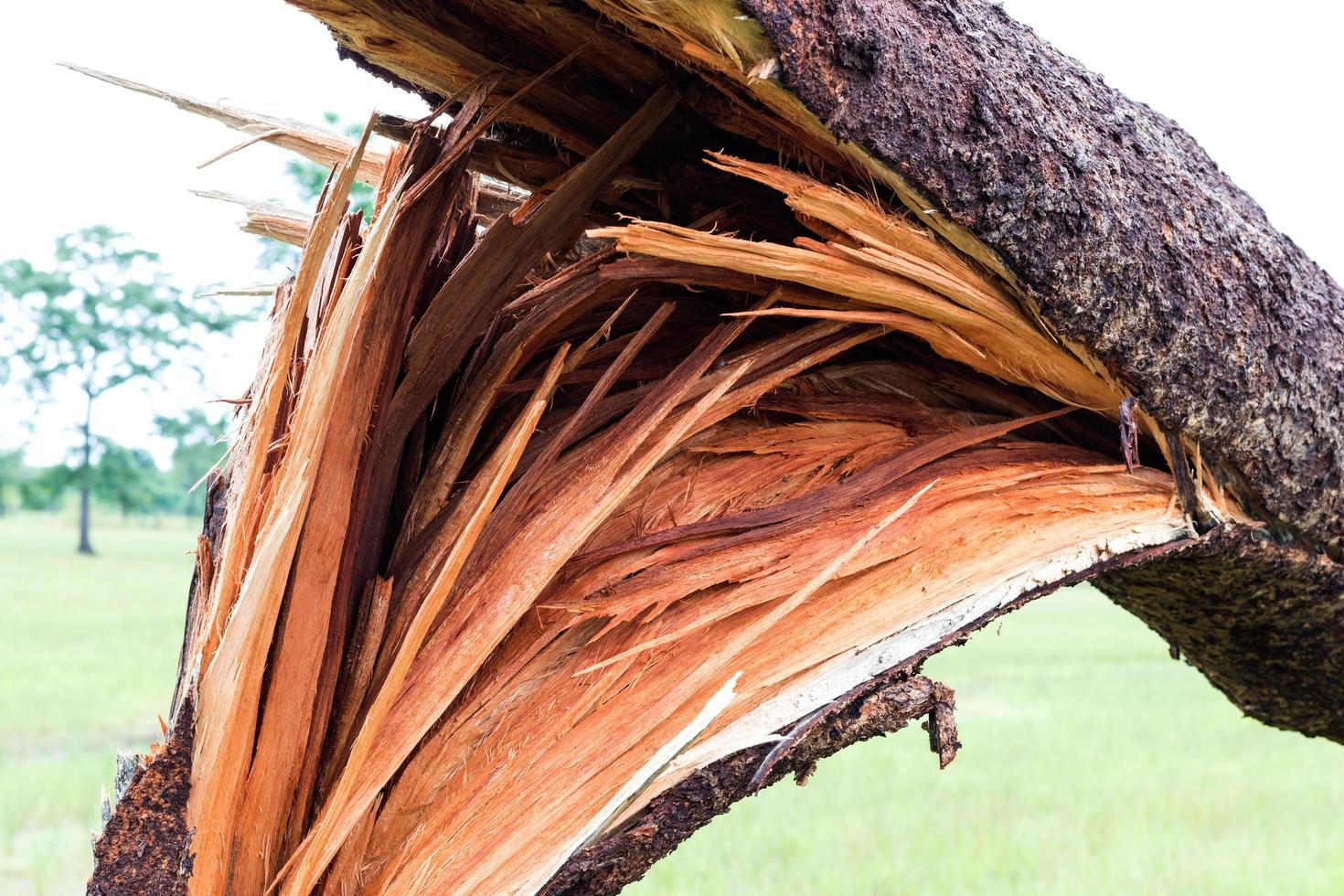 Close-up broken tree felling. photo