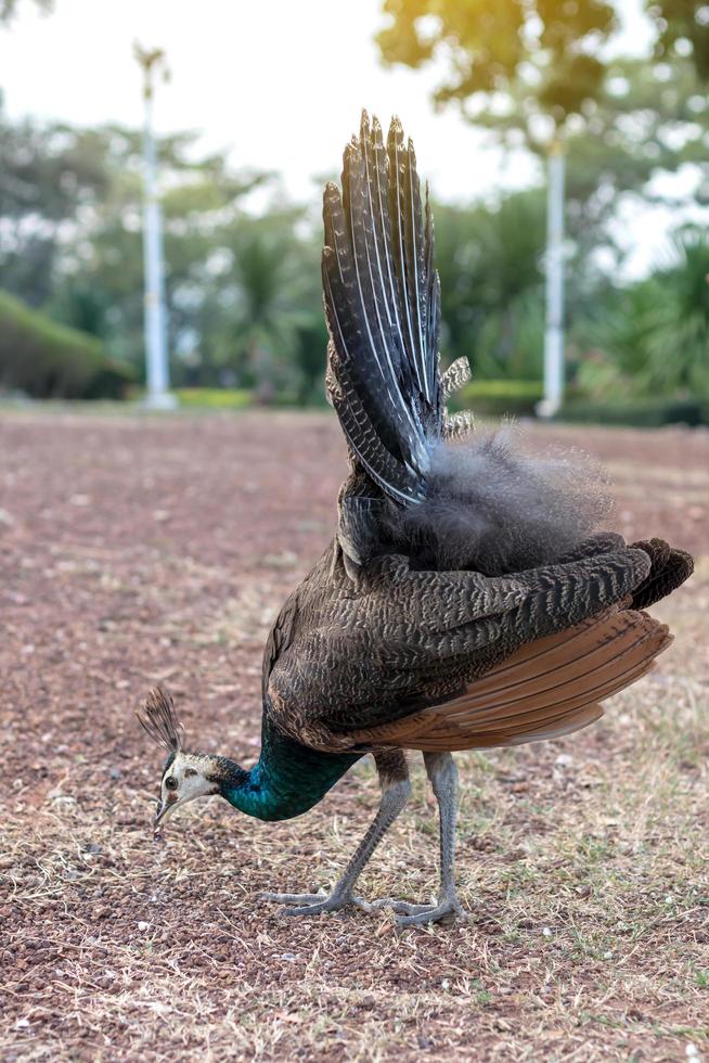 A peacock is feeding on the ground. photo