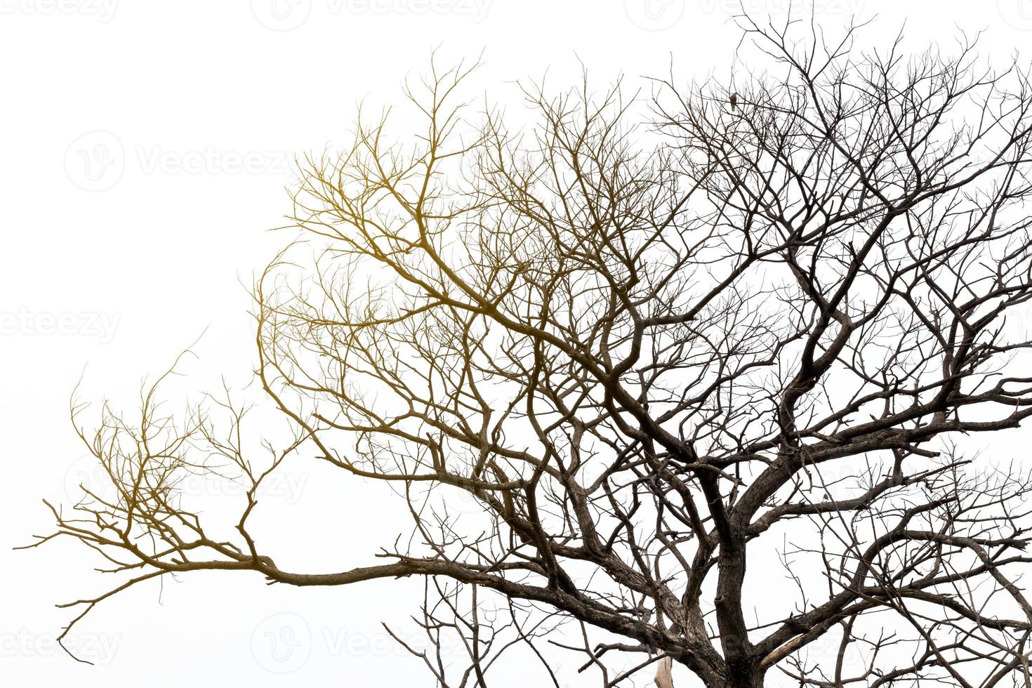 Dead tree with orange light. photo