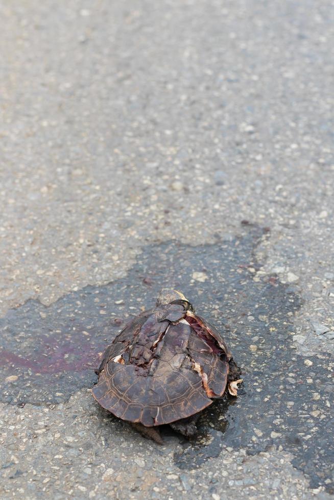 las tortugas mueren porque los coches de pedales. foto