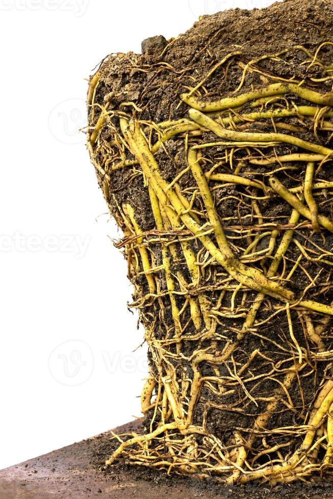 Many roots tangle in the soil. photo