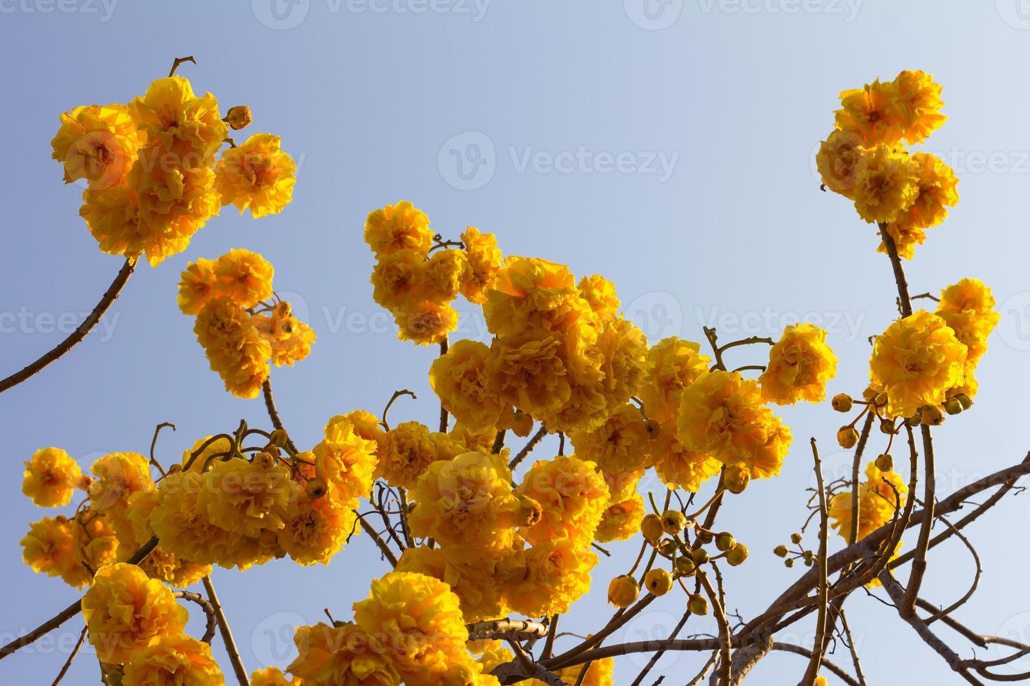 Nika flowers with sky. photo