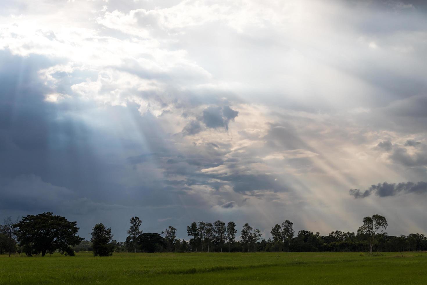 la luz brilla a través de las nubes sobre los árboles en los campos de arroz. foto