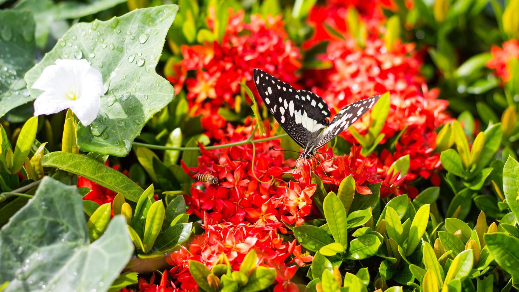 mariposa con gord de espiga de flor roja. foto