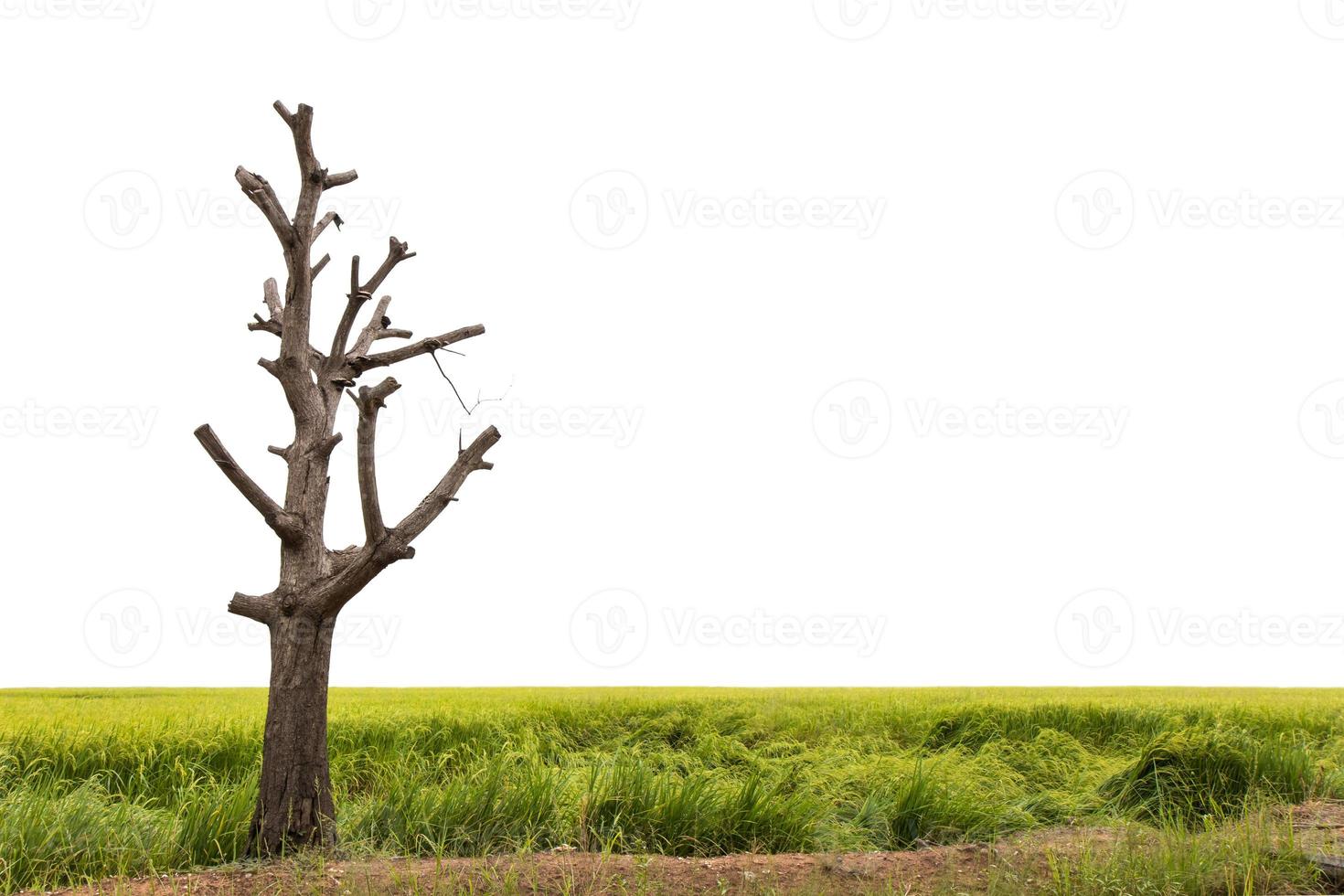 Bare tree on the green rice. photo