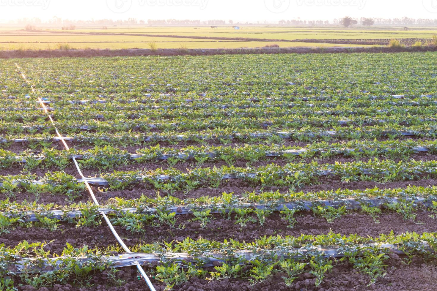 Watermelon crops with pipe. photo