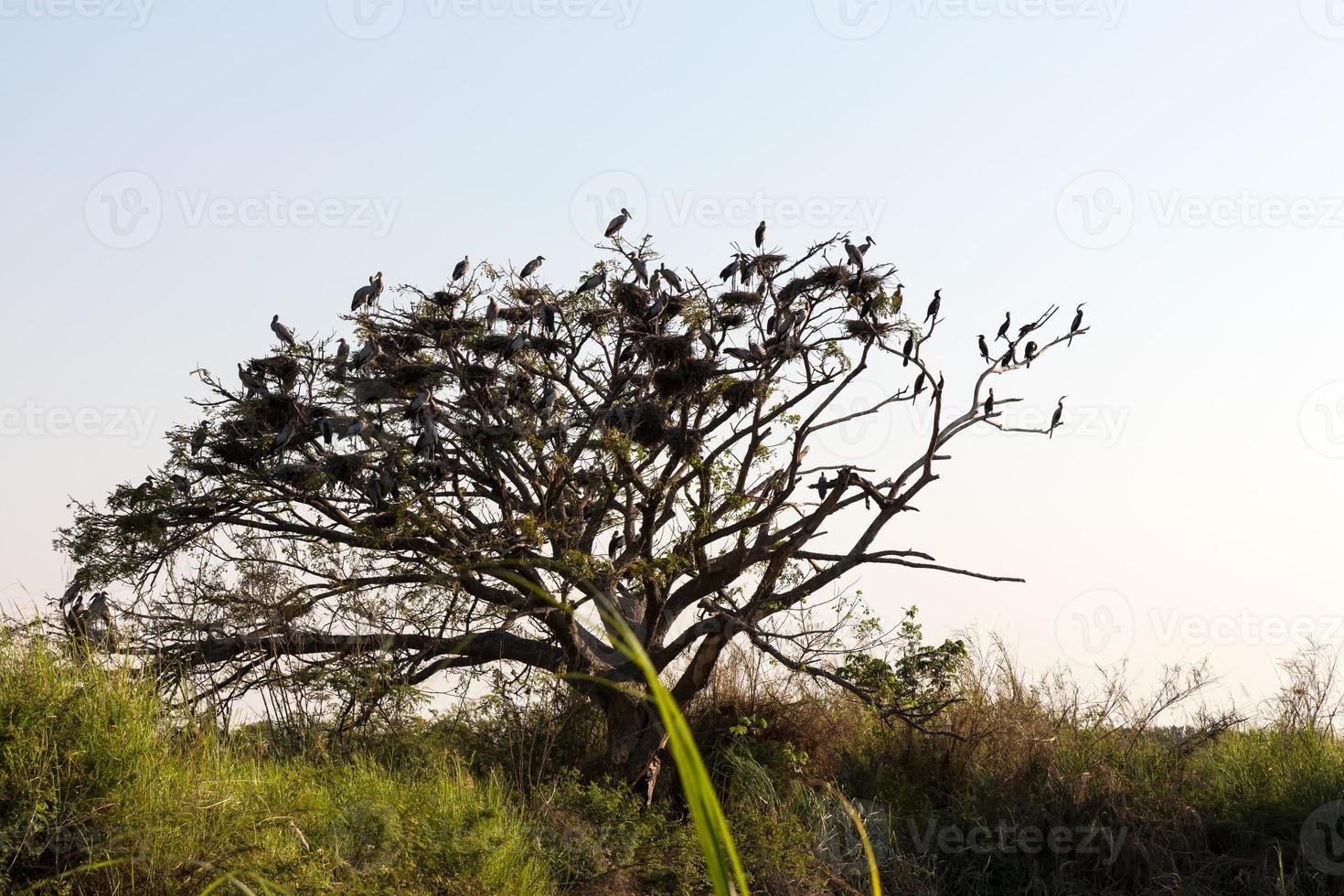 Stork Openbill with dry tree. photo