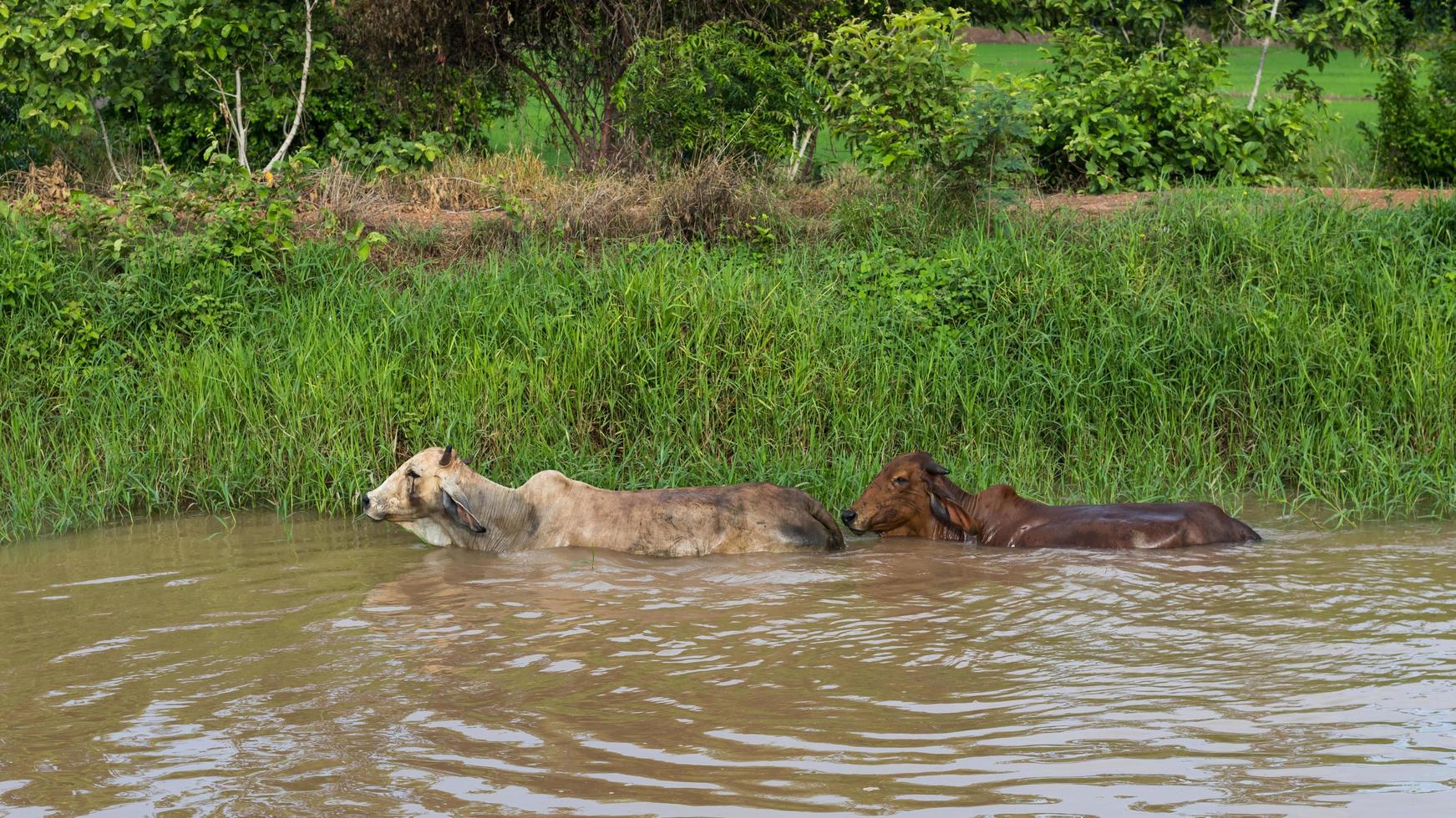 Cows swimming in canal. photo