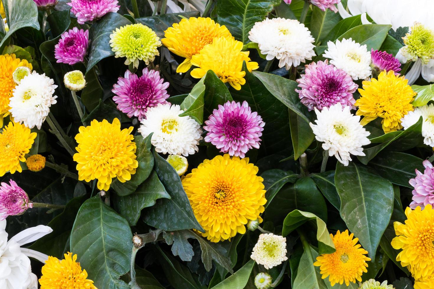 caléndula, crisantemo, gerbera. foto