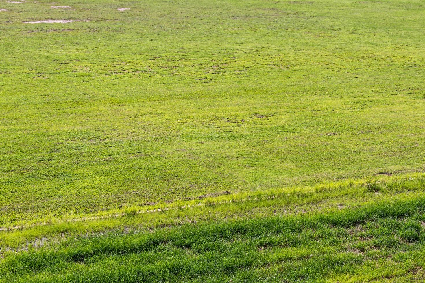 Top view green lawn difference. photo