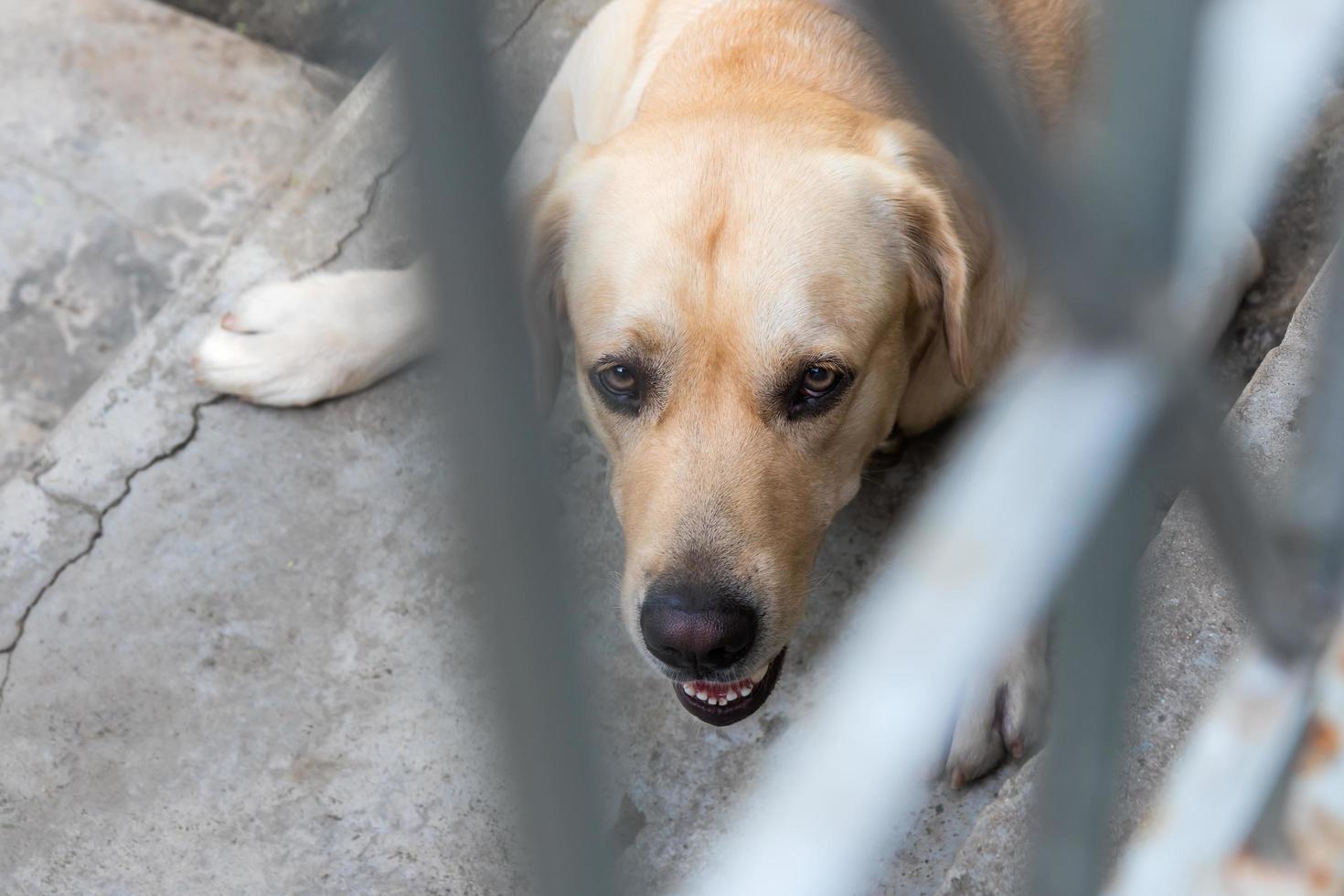 labrador miró a través de la barricada. foto