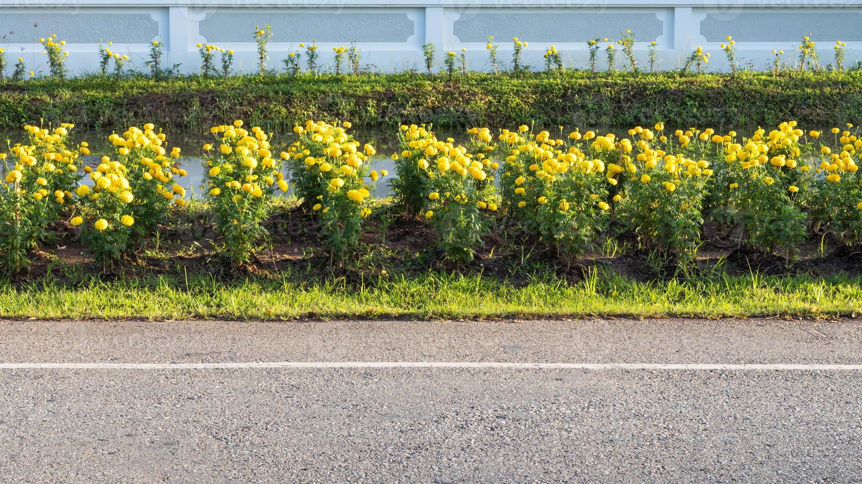 Beautiful marigold flowers along the way. photo