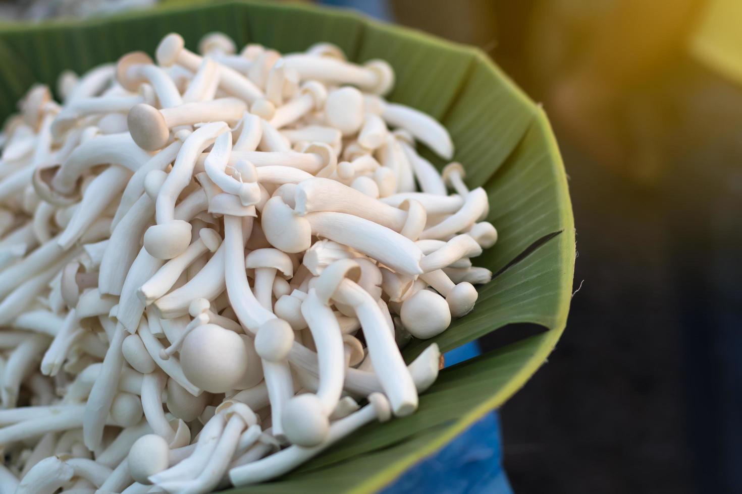 A small stack of white mushrooms in a banana leaf tray. photo