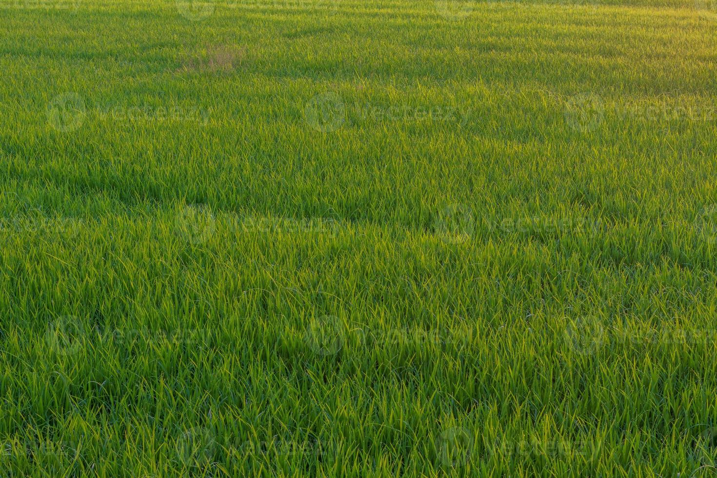 Background foliage lush green paddy evening. photo