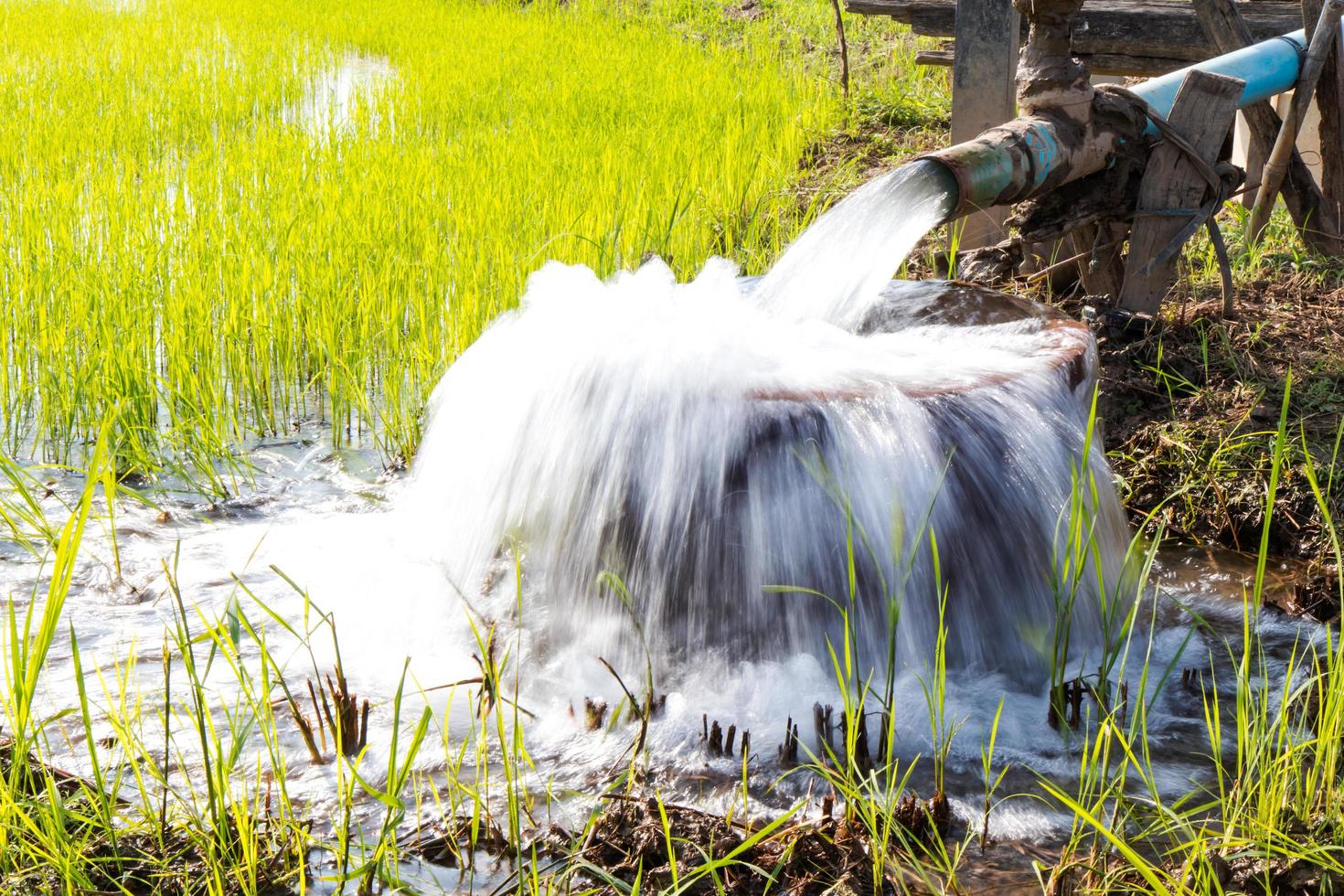 agua rebosante de arroz. foto