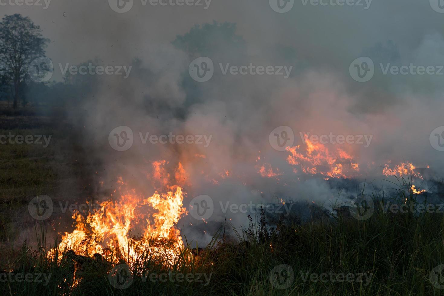 Flames burned grass. photo