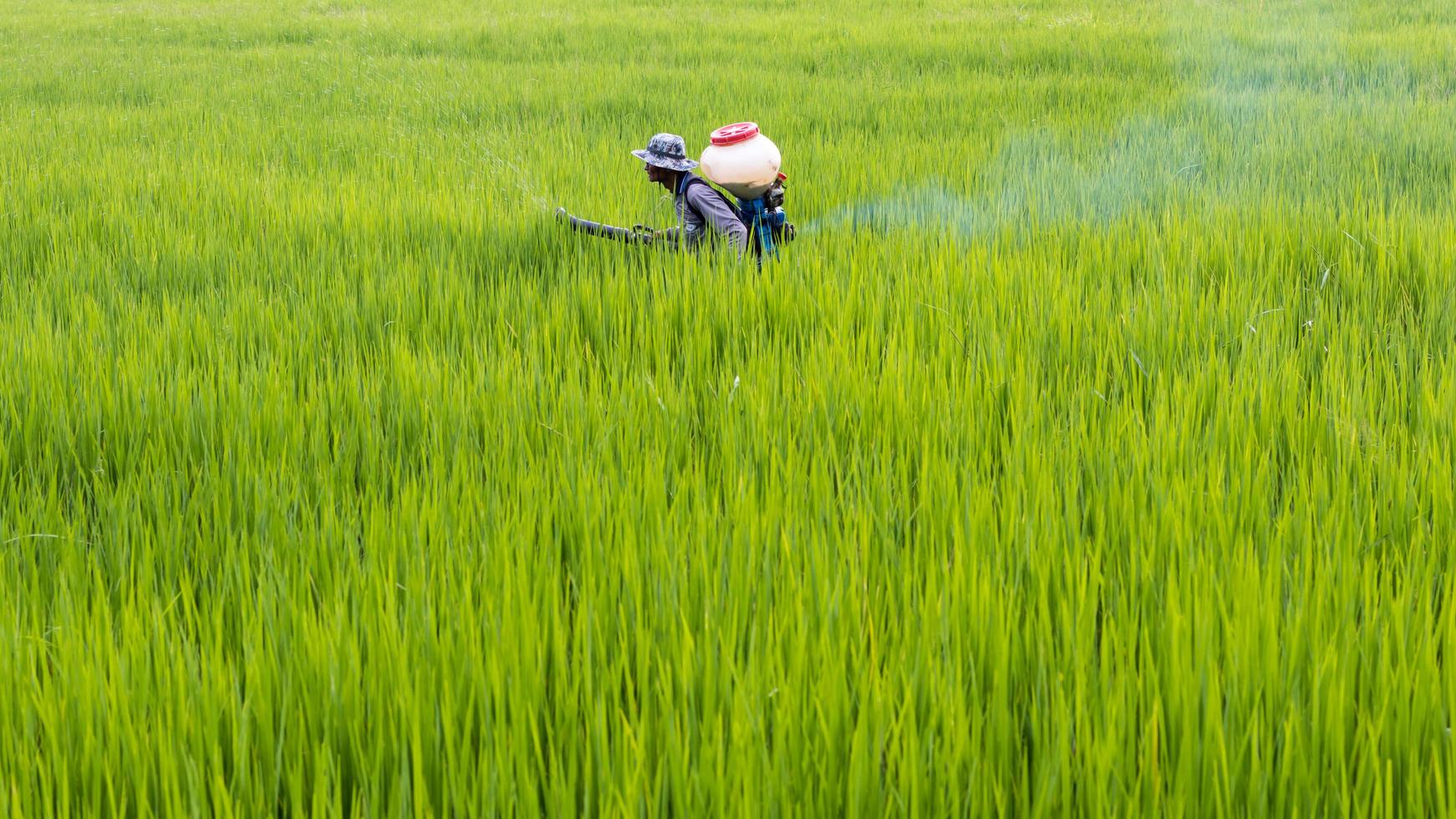 granjero rociando fertilizante en arroz con cáscara. foto