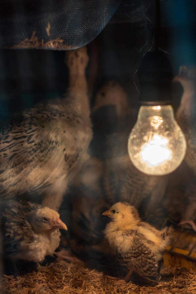 Chicks with lights in the nick. photo