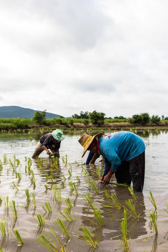 Farmers planting rice crops. photo