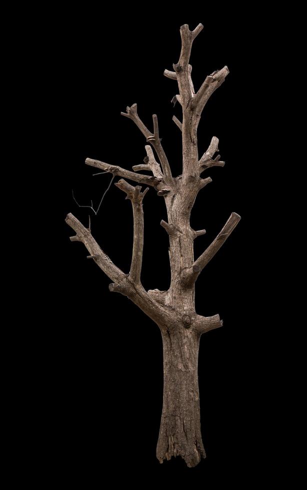 Isolate bare tree branch cut. photo