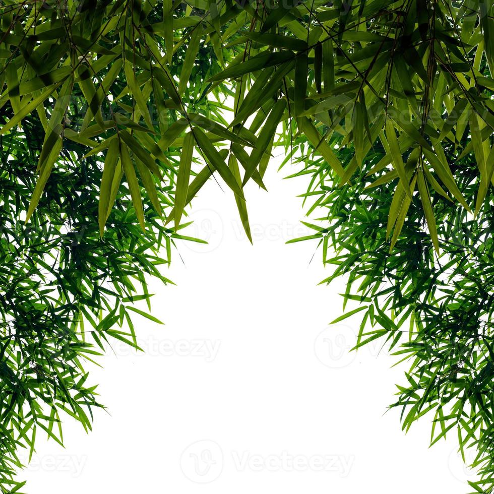 Isolates background of bamboo leaves. photo