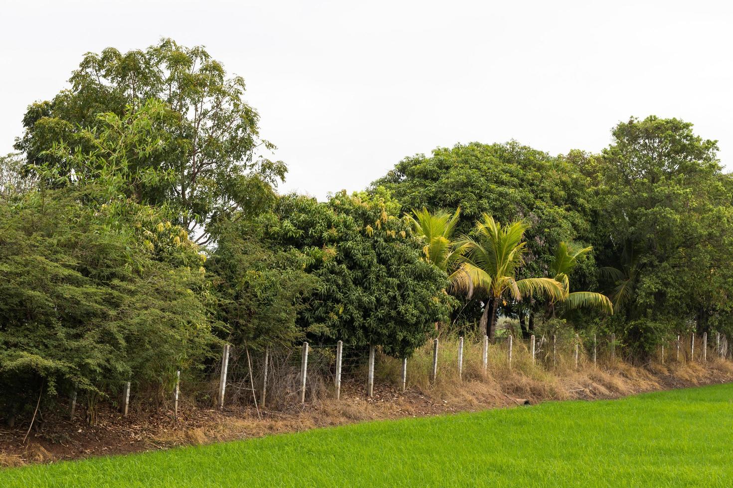 Trees on green rice mixtures. photo