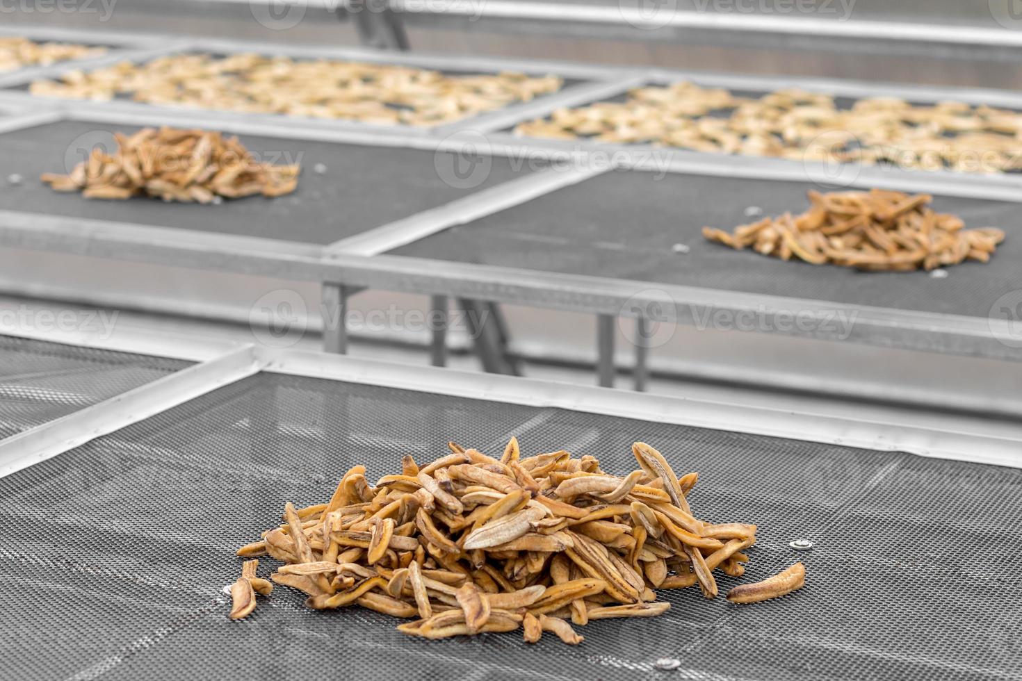 Close-up of dried banana in Greenhouse Solar dryer. photo